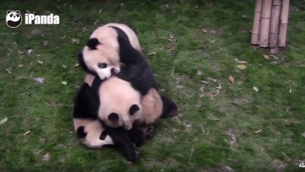 A Panda Tries To Stop Two Pandas From Fighting, But... - Sputnik International