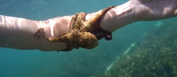 Octopus sucks onto arm and won't let go! Octopus sucks onto arm and won't let go! - Sputnik International
