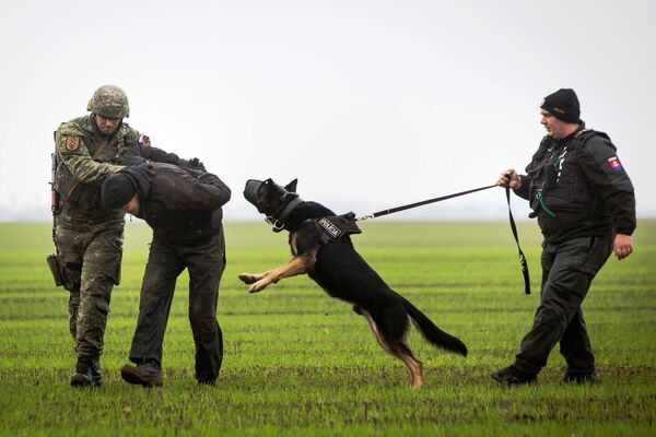 A Slovak soldier (L) and a Slovak policeman (R) with a dog detain a man playing the role of an illegal migrant during a joint exercise of Slovak police and Slovak Army. - Sputnik International