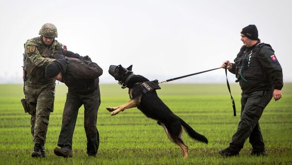 A Slovak soldier (L) and a Slovak policeman (R) with a dog detain a man playing the role of an illegal migrant during a joint exercise of Slovak police and Slovak Army. - Sputnik International