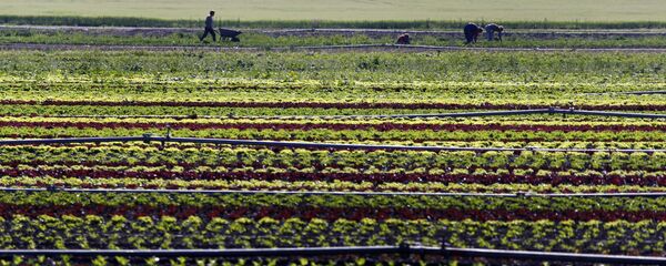Vegetable farmers work in a field of salads in Feldmoching near Munich, southern Germany. (File) - Sputnik International