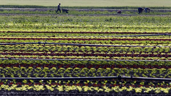 Vegetable farmers work in a field of salads in Feldmoching near Munich, southern Germany. (File) - Sputnik International