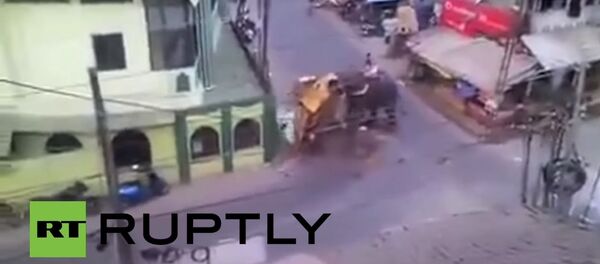 Elephant goes on destructive rampage through Kozhikode - Sputnik International