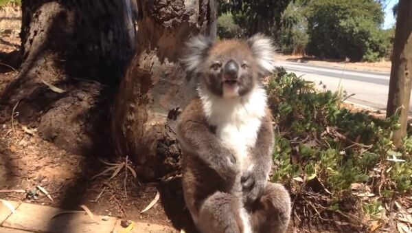 Ridiculous Koala Gets Kicked Out Of Tree Throws A Tantrum - Sputnik International