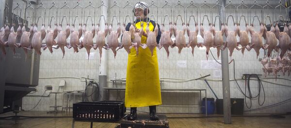 Birds butcher workshop at the poultry plant Birds butcher workshop at the poultry plant - Sputnik International