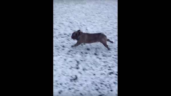 Bulldog snow slide - Sputnik International