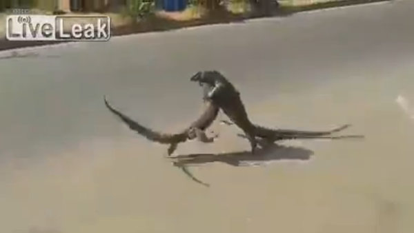 Ferocious reptiles fight on roadside - Sputnik International