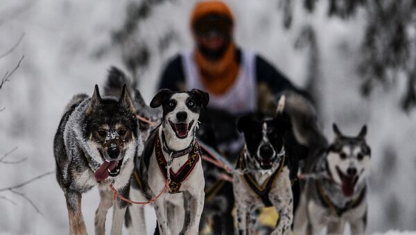 On the Land of Sampo: Dog Sled Racing Across Russia - Sputnik International