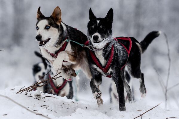 On the Land of Sampo: Dog Sled Racing Across Russia - Sputnik International