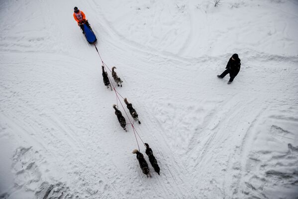 On the Land of Sampo: Dog Sled Racing Across Russia - Sputnik International