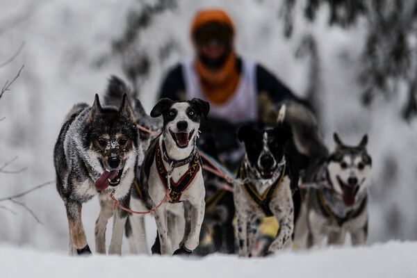 On the Land of Sampo: Dog Sled Racing Across Russia - Sputnik International