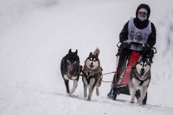 On the Land of Sampo: Dog Sled Racing Across Russia - Sputnik International