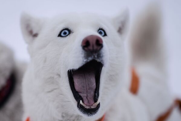 On the Land of Sampo: Dog Sled Racing Across Russia - Sputnik International