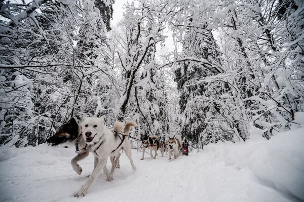 On the Land of Sampo: Dog Sled Racing Across Russia - Sputnik International