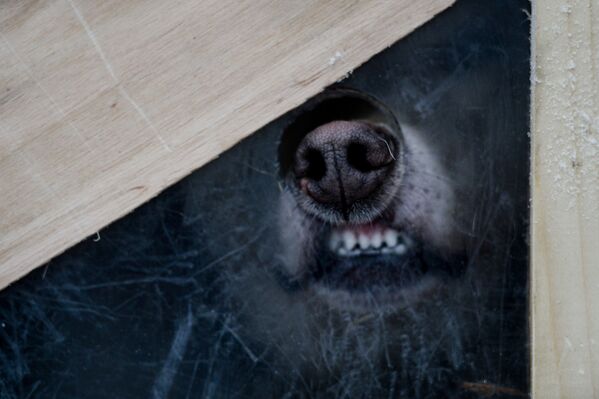 On the Land of Sampo: Dog Sled Racing Across Russia - Sputnik International