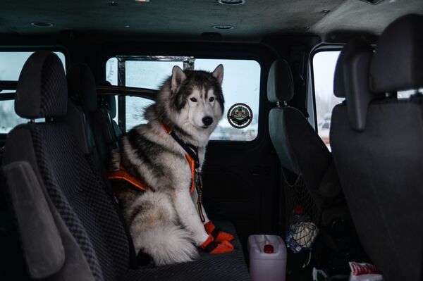 On the Land of Sampo: Dog Sled Racing Across Russia - Sputnik International