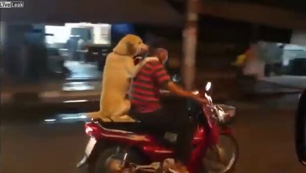Dog Rides on the Back of the Scooter - Sputnik International
