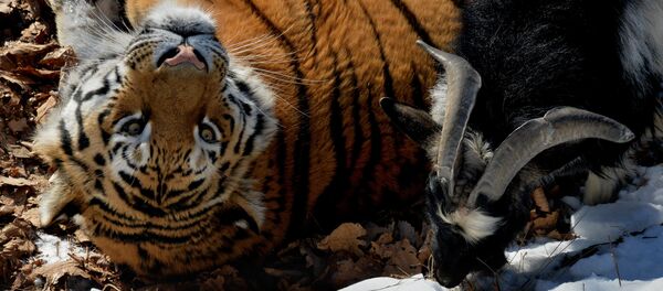 Amur the Tiger and Timur the Goat at the safari park in Russia's Primorsky Territory - Sputnik International