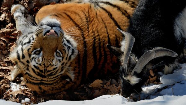 Amur the Tiger and Timur the Goat at the safari park in Russia's Primorsky Territory - Sputnik International