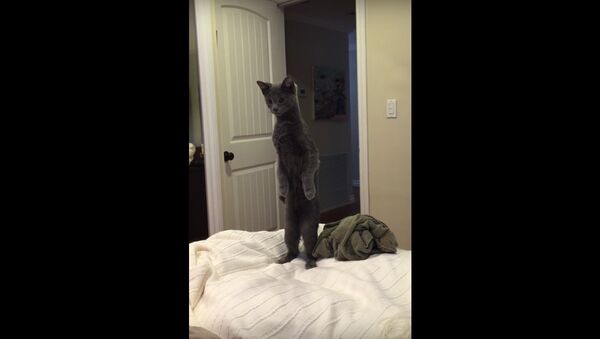 Standing curious cat.. - Sputnik International