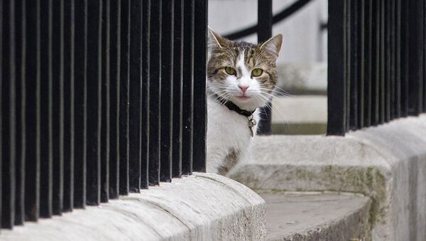 Larry, cat of British Prime Minister David Cameron, sits on the step outside 10 Downing Street in London on May 9, 2015. - Sputnik International