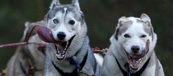 Siberian Huskies Siberian Huskies - Sputnik International