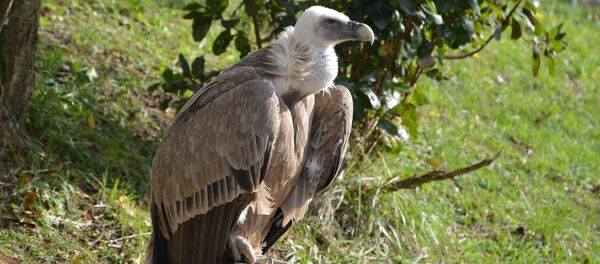 Griffon Vulture - Sputnik International