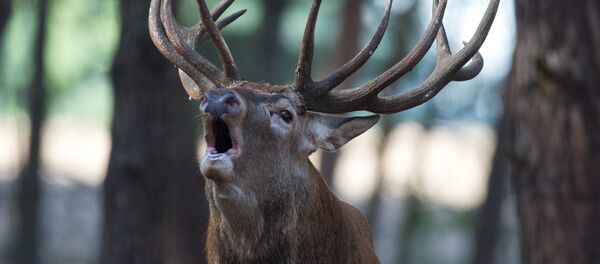 Red deer Red deer - Sputnik International