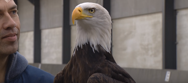 Dutch police may use eagles to stop errant UAVs. Dutch police may use eagles to stop errant UAVs. - Sputnik International