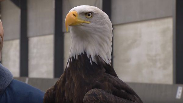 Dutch police may use eagles to stop errant UAVs. - Sputnik International