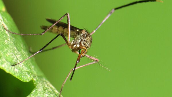 Does not transmit Zika virus! - Sputnik International