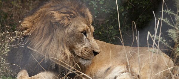An Abyssinian lion - Sputnik International
