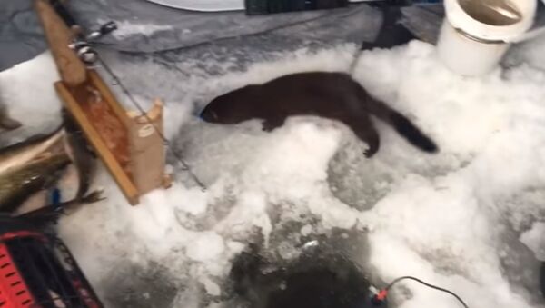 Keith's Visiting Thief on Lake of the Woods - Sputnik International