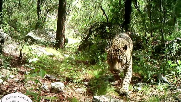 Rare Arizona jaguar roams mountains near Tucson - Sputnik International