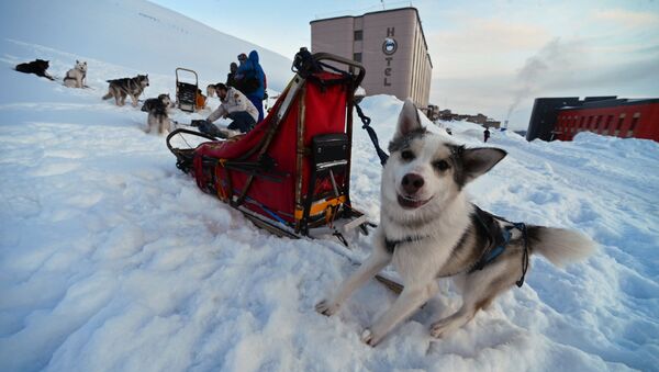 Husky sled dogs in the northernmost Russian village of Barentsburg on the Spitsbergen (Svalbard) archipelago - Sputnik International