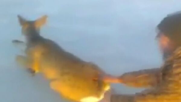 Russia: Watch park ranger save deer from iced-over lake - Sputnik International