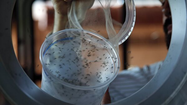 Guilherme Trivellato, from the British biotec company Oxitec, releases genetically modified Aedes aegypti mosquitoes, a vector for transmitting the Zika virus, in Piracicaba, Brazil, as part of an effort to kill the local Aedes population. (File) - Sputnik International