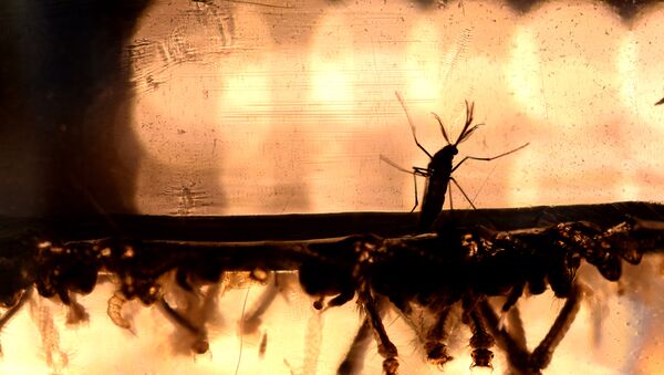 The Aedes Aegypti mosquito larvae are photographed at a laboratory of the Ministry of Health of El Salvador in San Salvador - Sputnik International