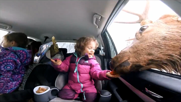 A girl feeds a caribou - Sputnik International