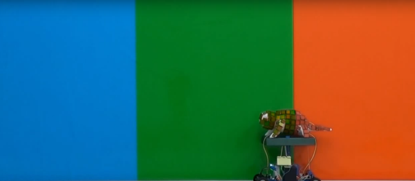 This robotic chameleon is capable of changing colors to match its environment. This robotic chameleon is capable of changing colors to match its environment. - Sputnik International