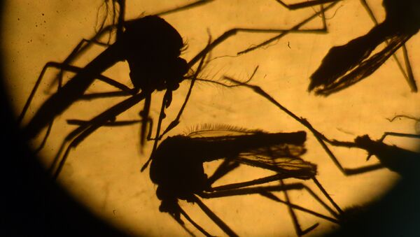 Aedes aegypti mosquitos are photographed in a laboratory at the University of El Salvador, in San Salvador - Sputnik International