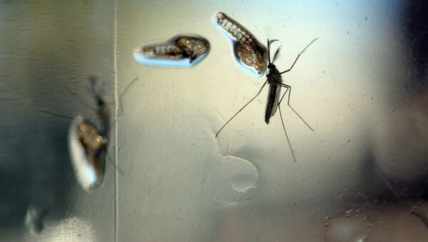 The Aedes Aegypti mosquito is photographed in a lab at the Ministry of Health of El Salvador, in San Salvador - Sputnik International