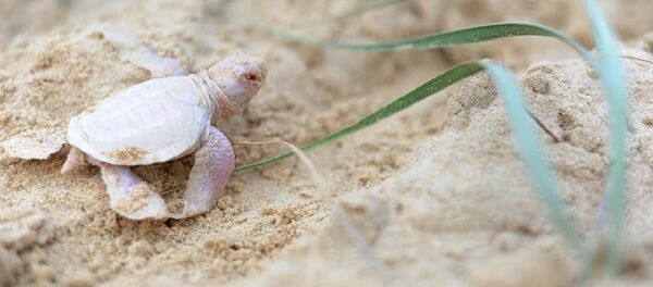 Baby albino turtle found on an Australian beach - Sputnik International
