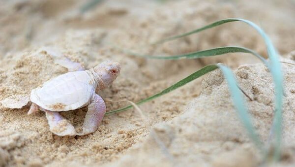 Baby albino turtle found on an Australian beach - Sputnik International