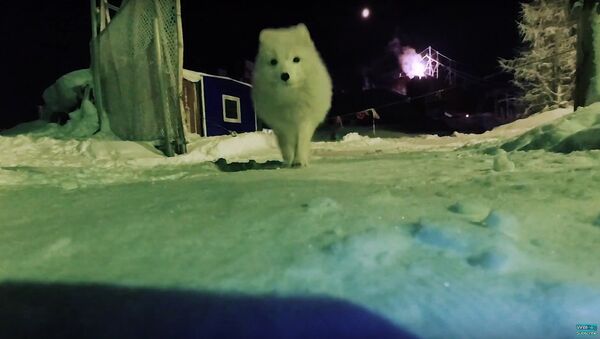 Arctic Fox Steals A Camera! - Sputnik International