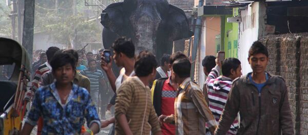 Massive Elephant Wreaks Havoc on Indian Town (PHOTOS, VIDEO) Massive Elephant Wreaks Havoc on Indian Town (PHOTOS, VIDEO) - Sputnik International