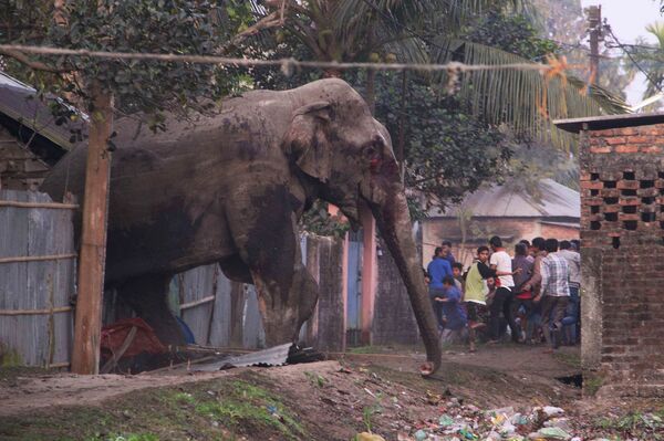 People run as they follow a wild elephant that strayed into the town of Siliguri in West Bengal state, India, Wednesday, Feb. 10, 2016. The elephant had wandered from the Baikunthapur forest on Wednesday, crossing roads and a small river before entering the town. The panicked elephant ran amok, trampling parked cars and motorbikes before it was tranquilized. People run as they follow a wild elephant that strayed into the town of Siliguri in West Bengal state, India, Wednesday, Feb. 10, 2016. The elephant had wandered from the Baikunthapur forest on Wednesday, crossing roads and a small river before entering the town. The panicked elephant ran amok, trampling parked cars and motorbikes before it was tranquilized. - Sputnik International
