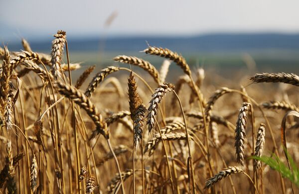 Grain harvesting in Simferopol District, Crimea Grain harvesting in Simferopol District, Crimea - Sputnik International