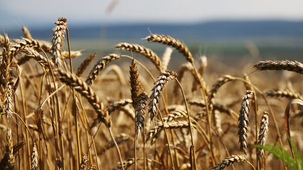 Grain harvesting in Russia's Crimea - Sputnik International