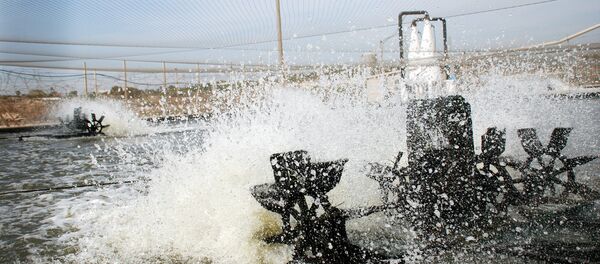 Fish farm. Israel Fish farm. Israel - Sputnik International